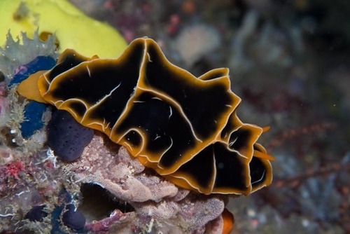 Reticulidia halgerda