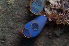 Aplousobranchia