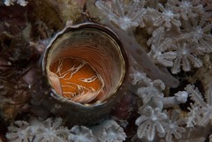 Vermetoidea