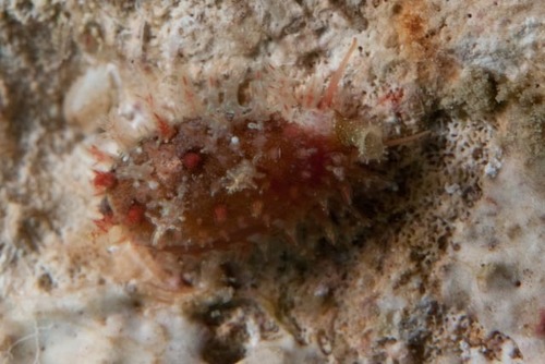 Naria miliaris