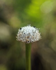 Eriocaulon decangulare image
