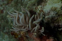 Phyllodesmium briareum