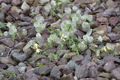 Clematis serratifolia
