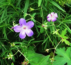 Geranium wlassovianum