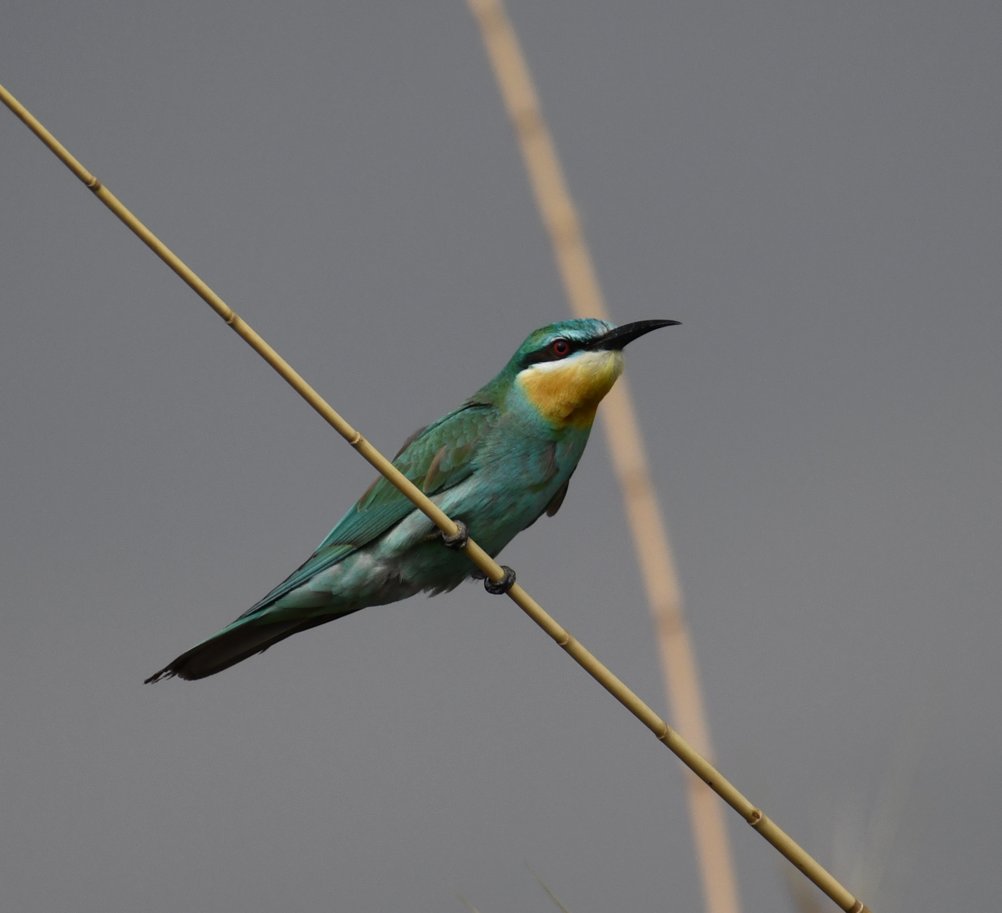 Blue-cheeked Bee-eater