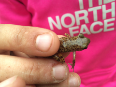 Eleutherodactylus marnockii