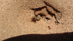 Myrmecocystus