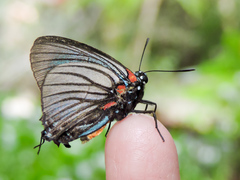 Atlides polybe