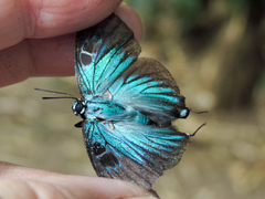 Atlides polybe