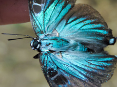 Atlides polybe