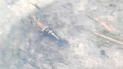 Macrobrachium laevis