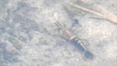 Macrobrachium laevis