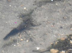 Macrobrachium laevis