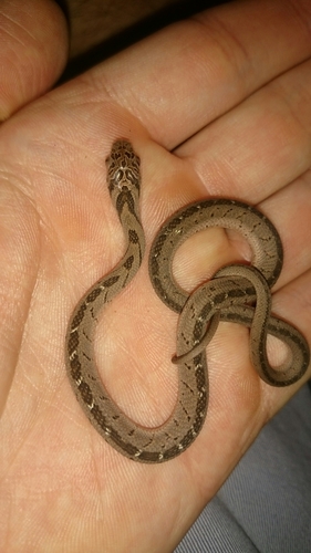 Dasypeltis medici