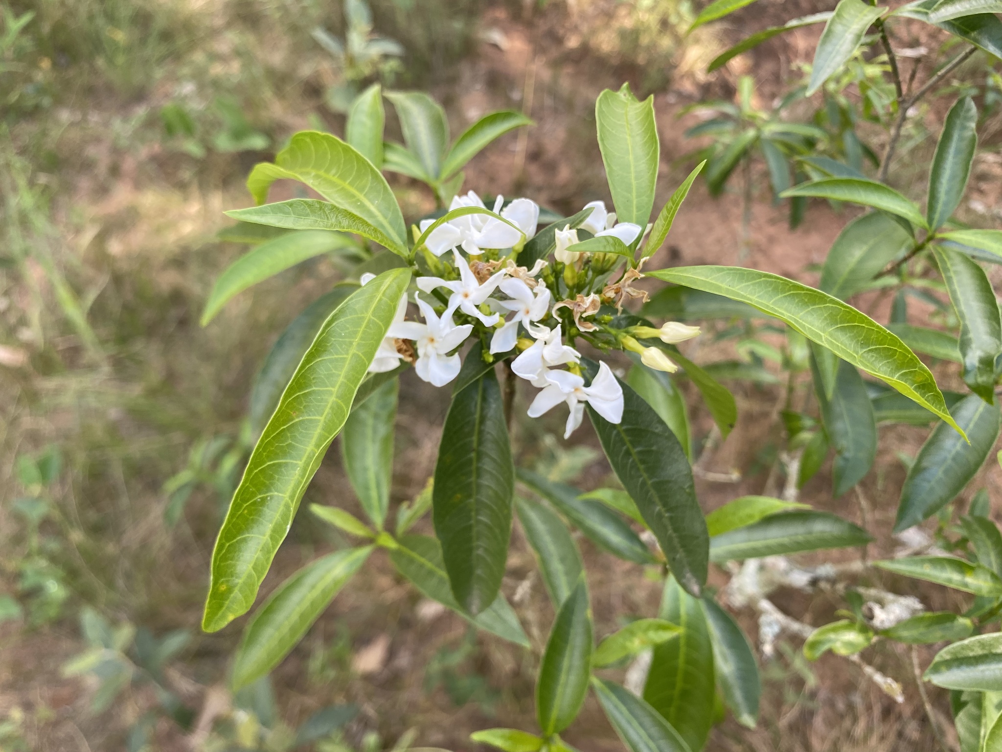 Tabernaemontana catharinensis