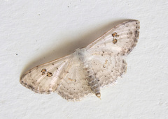 Somatina omicraria