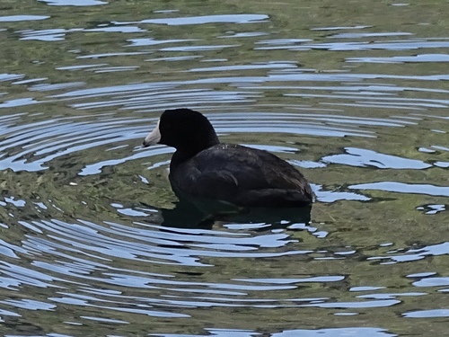 American Coot photographed in New Mexico