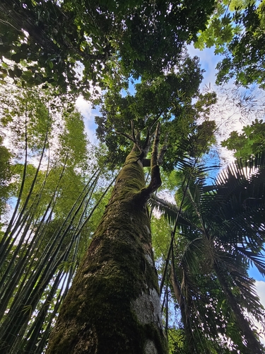 gommier (Dacryodes excelsa)