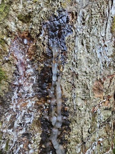 Image of Dacryodes excelsa by (c) ritirene, some rights reserved (CC BY)