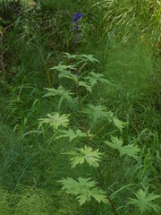 Delphinium crassifolium