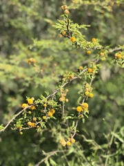 Vachellia