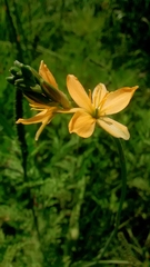 Echeandia flavescens
