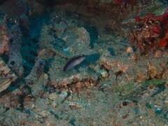 Yano's Starry Goby photo 3