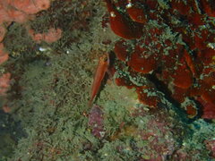 Erdmann's Pygmygoby photo 3