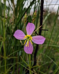 Rhexia mariana mariana
