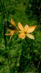 Echeandia flavescens