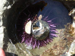 Strongylocentrotus purpuratus image