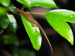 Saproscincus basiliscus