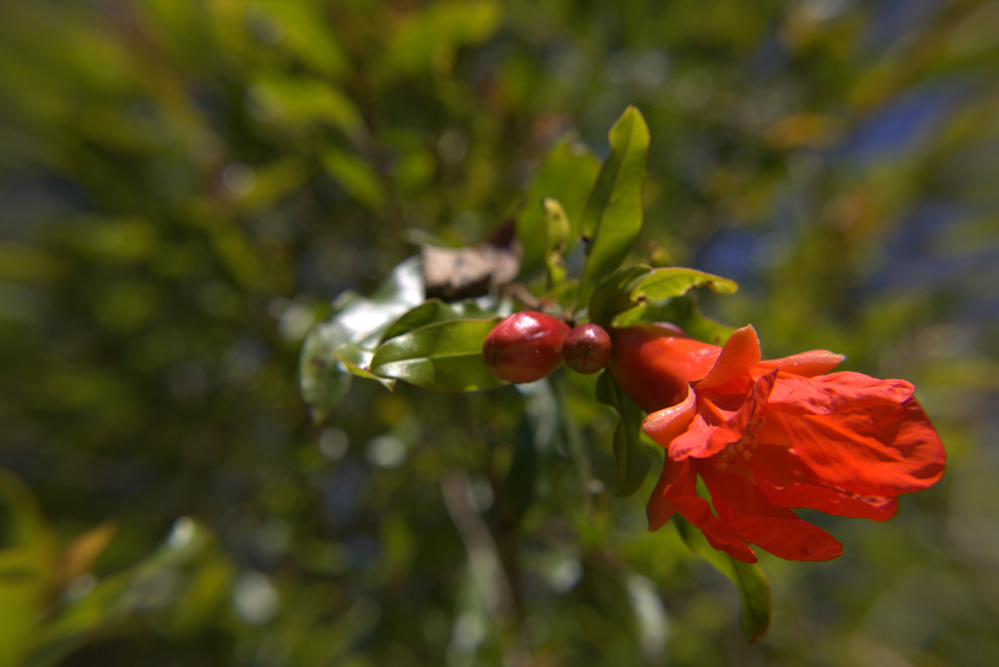 Punica granatum