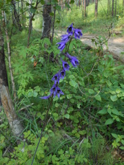 Delphinium crassifolium
