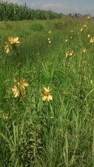 Echeandia flavescens