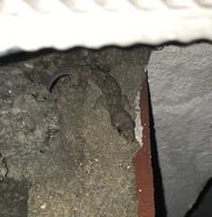 Hemidactylus mabouia