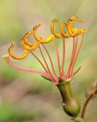 Rhexia mariana mariana