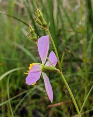 Rhexia mariana mariana