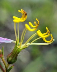 Rhexia mariana mariana