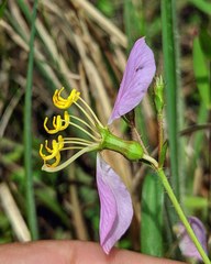 Rhexia mariana mariana