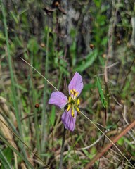Rhexia mariana mariana