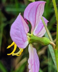 Rhexia mariana mariana