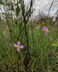 Rhexia mariana mariana