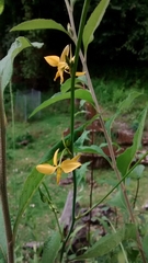 Echeandia mexicana