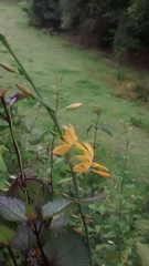 Echeandia mexicana