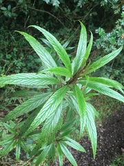 Siphocampylus lucidus