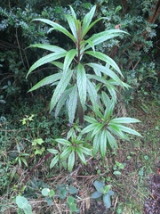 Siphocampylus lucidus