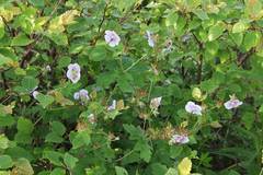 Geranium platyanthum