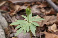 Eranthis stellata