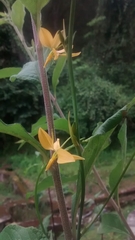 Echeandia mexicana